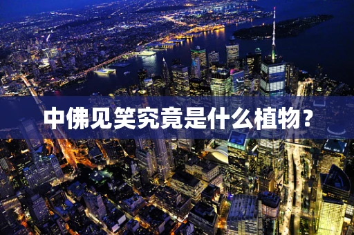 中佛见笑究竟是什么植物？
