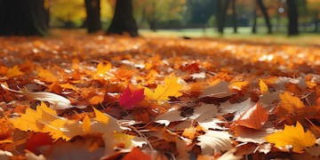 散叶的秋究竟是什么歌？