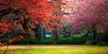 英歌石里海棠园里究竟有什么?