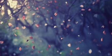 只因凋零是什么歌?