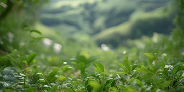 青山绿水家人比美出自哪首歌？