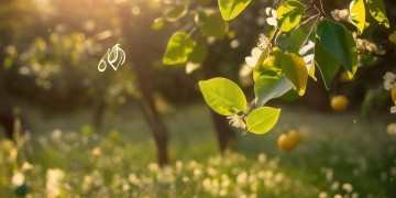 歌曲〈Lemon〉为什么叫柠檬呢？