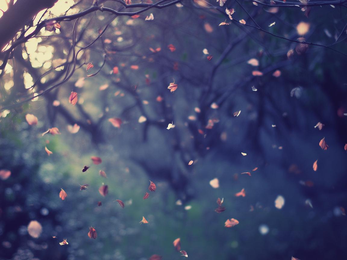 只因凋零是什么歌？